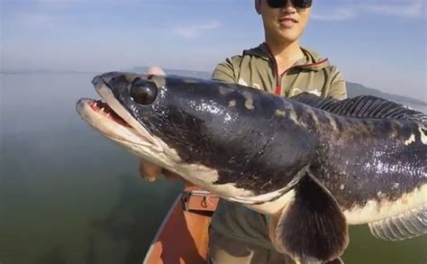 International Fishing News: VIDEO: Giant snakehead fishing in Thailand