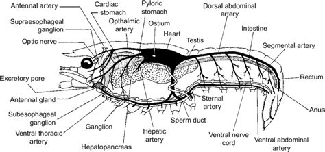 Internal Anatomy Crayfish - Anatomy Reading Source