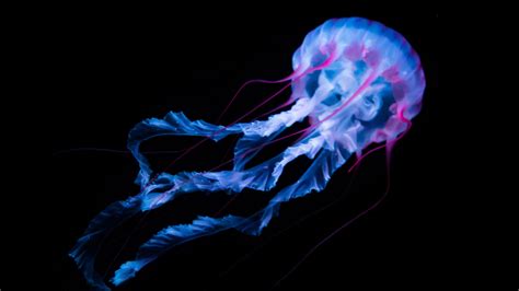 Jellyfish Desktop Wallpapers - Top Free Jellyfish Desktop Backgrounds ...