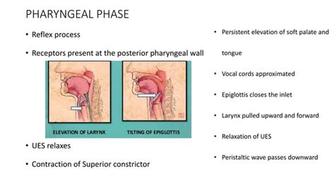 Dysphagia (Surgery) - causes, Types and Approach | PPT