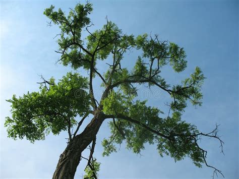 Tree Crown stock image. Image of botanic, green, nature - 20750689