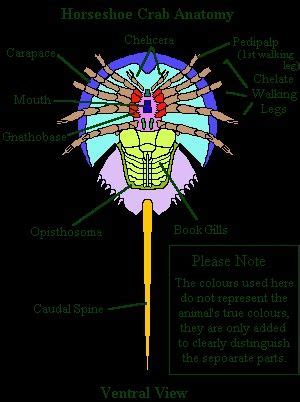 CHELICERIFORMES (Quelicerado) - Classe Merostomata. / CHELICERIFORMES (Chelicerates) - Class ...