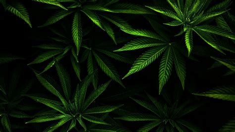 Weed Leaves Wallpaper