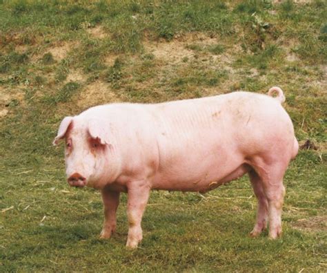 Description Landrace pigs breed, photos, content