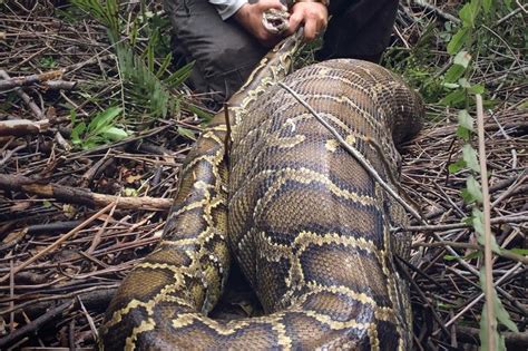 Look: Python swallows deer whole in Florida - UPI.com