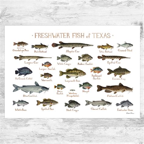 Texas Freshwater Fish | ubicaciondepersonas.cdmx.gob.mx