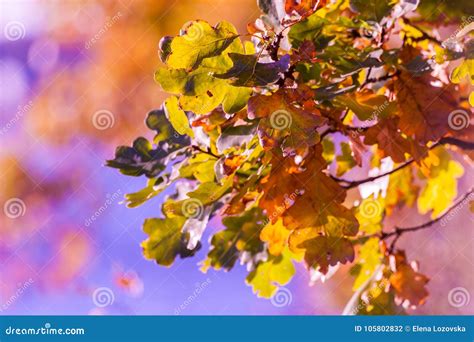 Autumn Oak Leaves Branch, Painted Different Colors Stock Photo - Image of oaktree, fond: 105802832