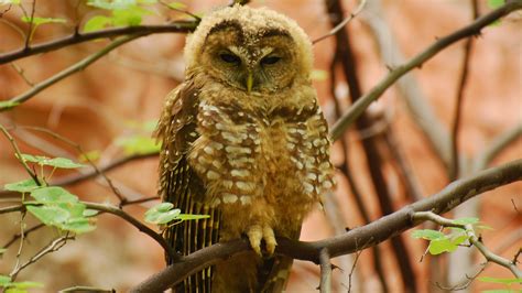 Mexican Spotted Owl - Grand Canyon National Park (U.S. National Park Service)