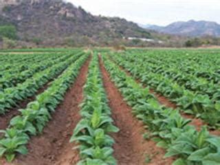 Tobacco farming – the growers’ view | Farmer's Weekly