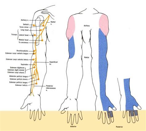 ir Anatomy Of The Radial Nerve para anatomical course the radial nerve ...