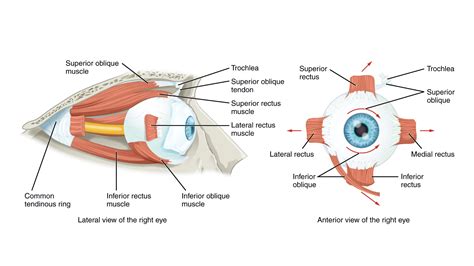 Extraocular Muscles | Eye Movement | Eye Muscles | Geeky Medics