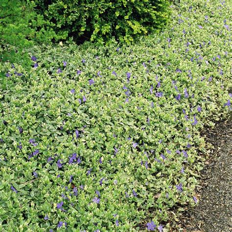 Variegated Common Vinca Minor | NWA Plants Inc