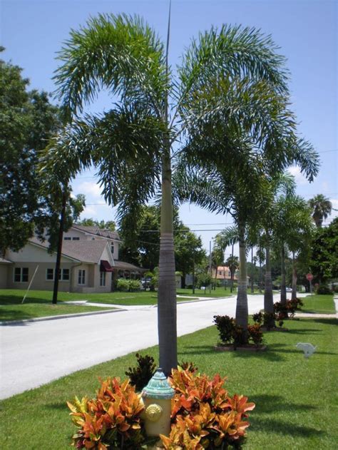 Palm Tree Landscapes | WK LANDSCAPES | St Louis MO