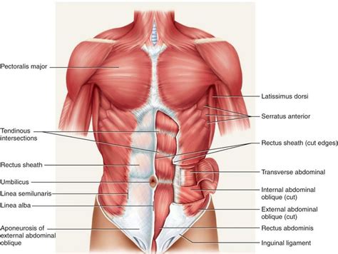 Core Muscles Of The Body