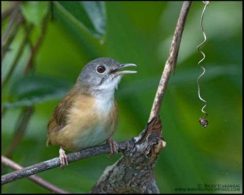 Birds from Palawan | | :: Birding Adventure Philippines | Guided birdwatching tours anywhere in ...