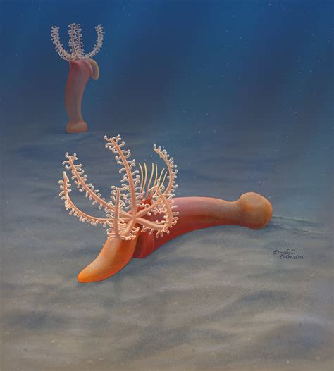 Early Cambrian fossil discovery gives new understanding into the origin of hemichordates