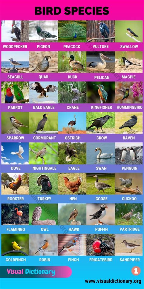 Types of Birds: Great List of 80 Birds by Common Names around the World ...