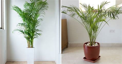 25 Best Types Of Indoor Palm Trees To Improve Your Decor