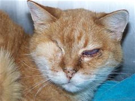 Eye infections in cats | Eye Disorders and Diseases articles | Body & Health Conditions center ...