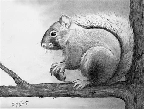 Squirrel Pencil Sketch at PaintingValley.com | Explore collection of ...