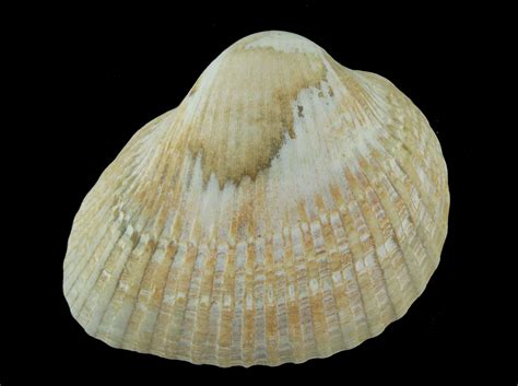 Ark Shell - Bivalves - The Fossil Forum