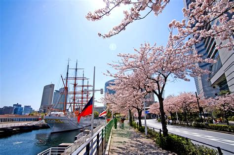 Top 10 Best Cherry Blossoms (Sakura) Viewing Spots in Yokohama | JTBUSA blog