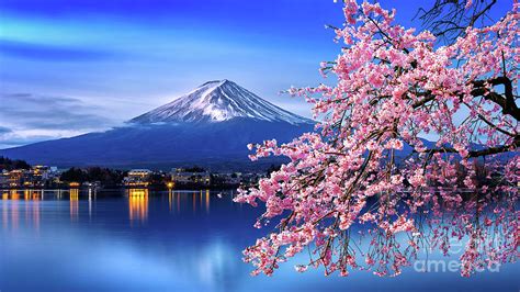 Fuji Mountain And Cherry Blossoms Photograph by Tawatchaiprakobkit - Fine Art America