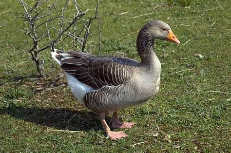 List of goose breeds - Wikiwand