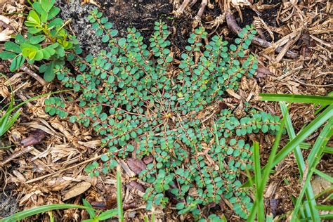 Guide to Spotted Spurge Identification & Control - Gecko Green Lawn ...