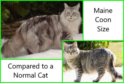 Adorable Maine Coon Cat Size Comparison Photos – Pets are the trend to be kept at the moment