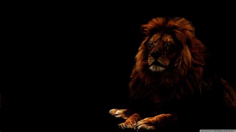 Black Lion HD Wallpaper (64+ images)