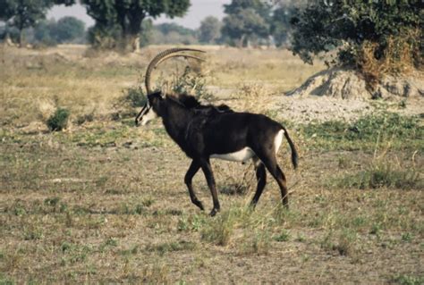 Giant Sable Antelope - Botswana 2000 | STEVEN RAFFIN | Steven B. Raffin, MD