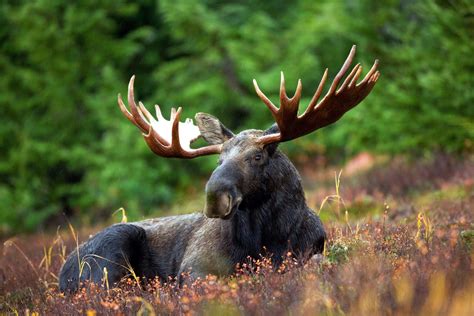 Moose forest - Photopublicdomain.com