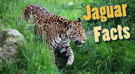 Jaguar Facts For Kids & Adults: Information, Pictures & Video