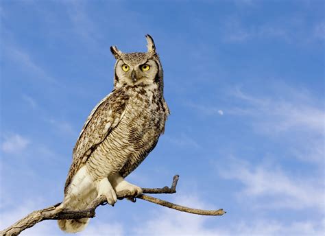 Great Horned Owl - Alabama Cooperative Extension System