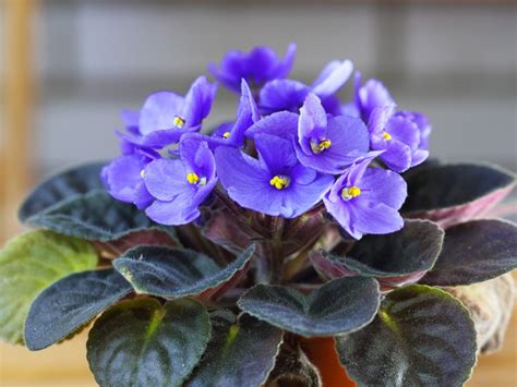 White Powder On African Violet Leaves - Treating African Violets With ...