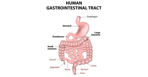 All About the Upper GI Tract - Birmingham Gastroenterology Associates