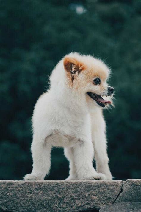 What Is A Pomchi And Is This The Right Dog For You? | Your Dog Advisor