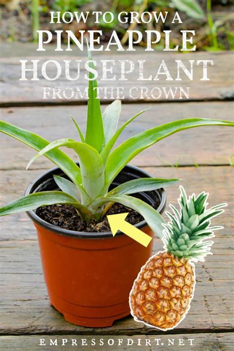 How to Grow a Pineapple from the Grocery Store | Empress of Dirt in ...