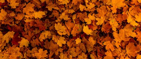 Fallen Leaves Wallpaper 4K, Autumn, Maple leaves, Texture