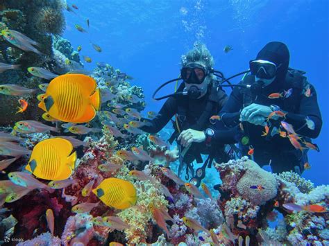 Intro-Diving at Ras Mohammed & White Island in Sharm El Sheikh - Klook United States