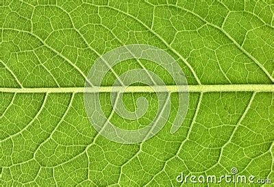 Leaf Veins Close Up Royalty Free Stock Photos - Image: 25851828