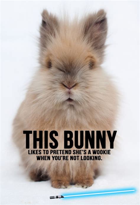 funny rabbit memes clean - Funemesme