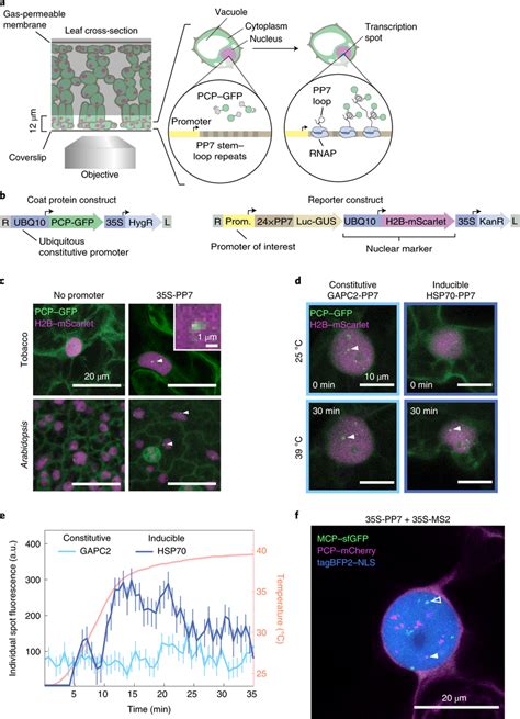 Fluorescence labelling of nascent RNA in tobacco and Arabidopsis... | Download Scientific Diagram