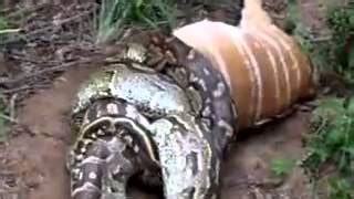 Anaconda eating deer | Download video youtube, youtube HD, youtube 4K ...