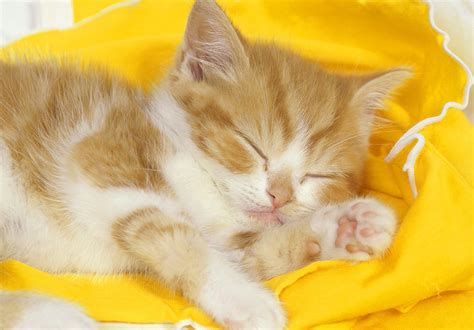 Sleeping Time For Yellow Cat Wallpapers HD / Desktop and Mobile Backgrounds