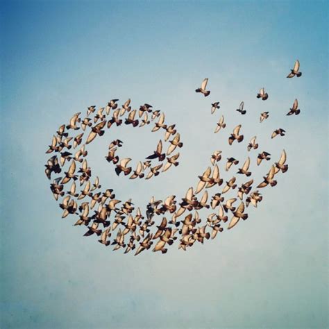 'Flying Formation', A Series of Digital Photo Collages of Birds Flying in Precise Geometric ...