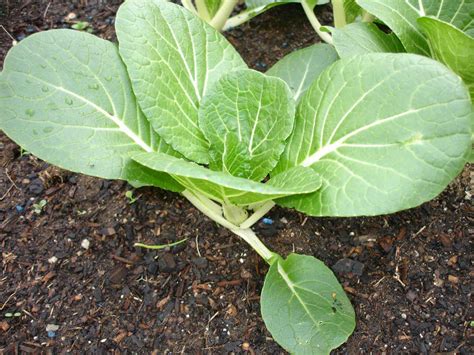 How to Grow Bok Choy - Plant Instructions