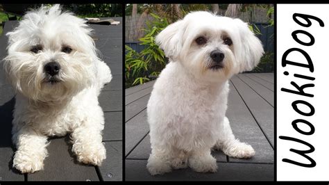 Maltese Shih Tzu Puppy Haircut - Just Call Me