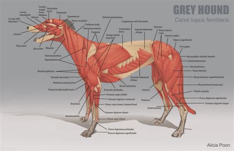 Pin on Anatomy and Physiology